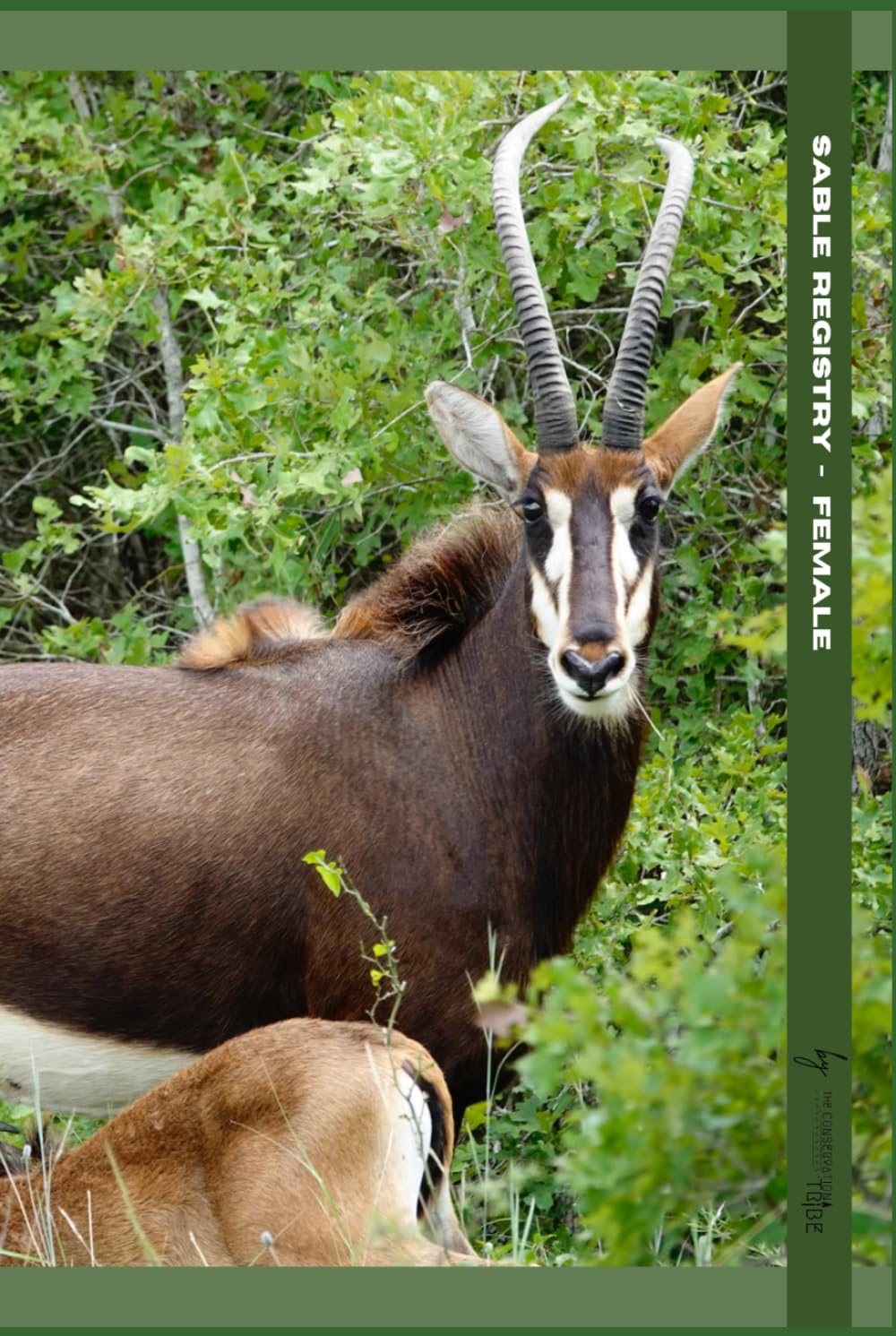 Sable Registry: Female (The Conservation Tribe Wildlife Registries)      Hardcover – November 7, 2024