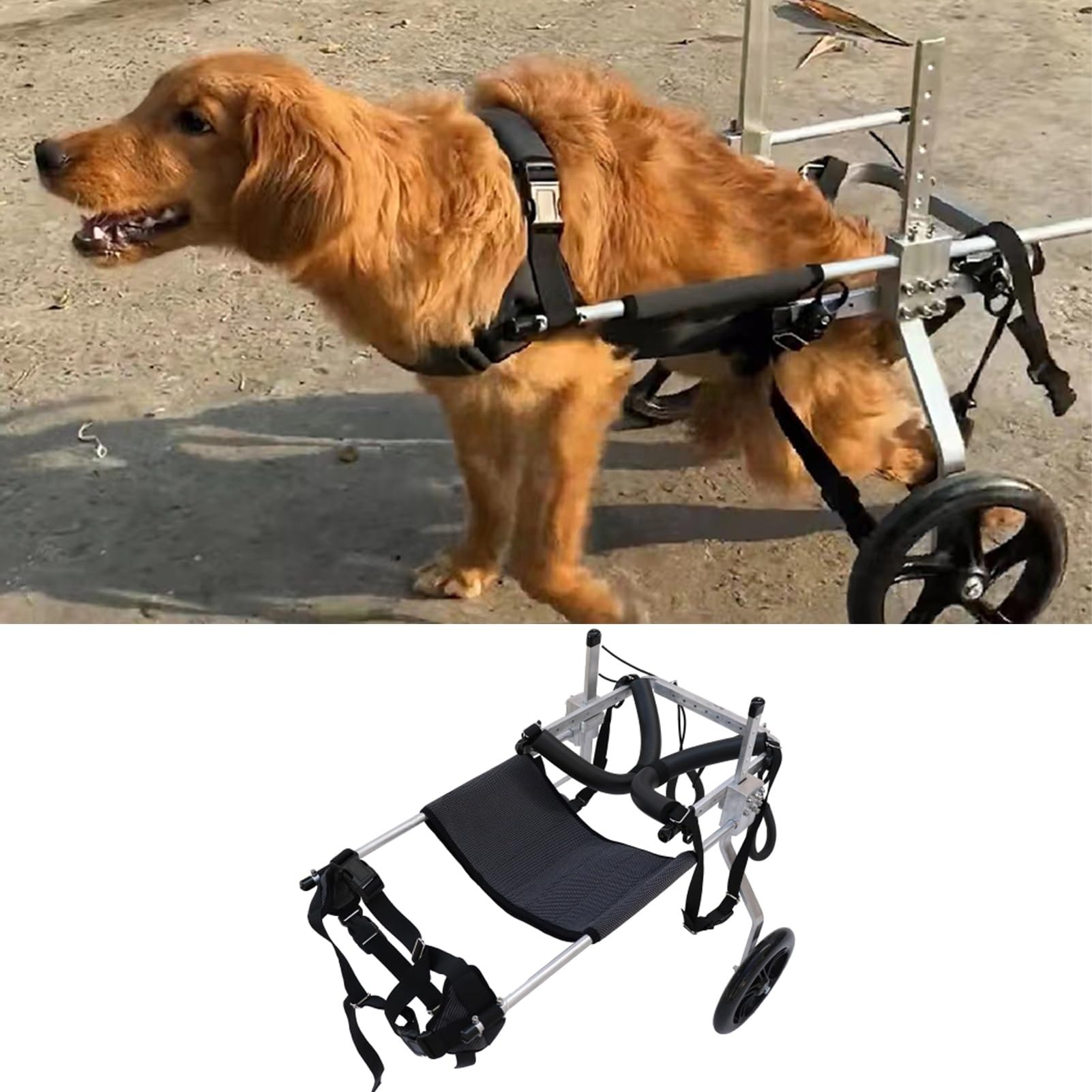 Fauteuil roulant pour chiens de taille moyenne : soulager l'arthrite et la paralysie