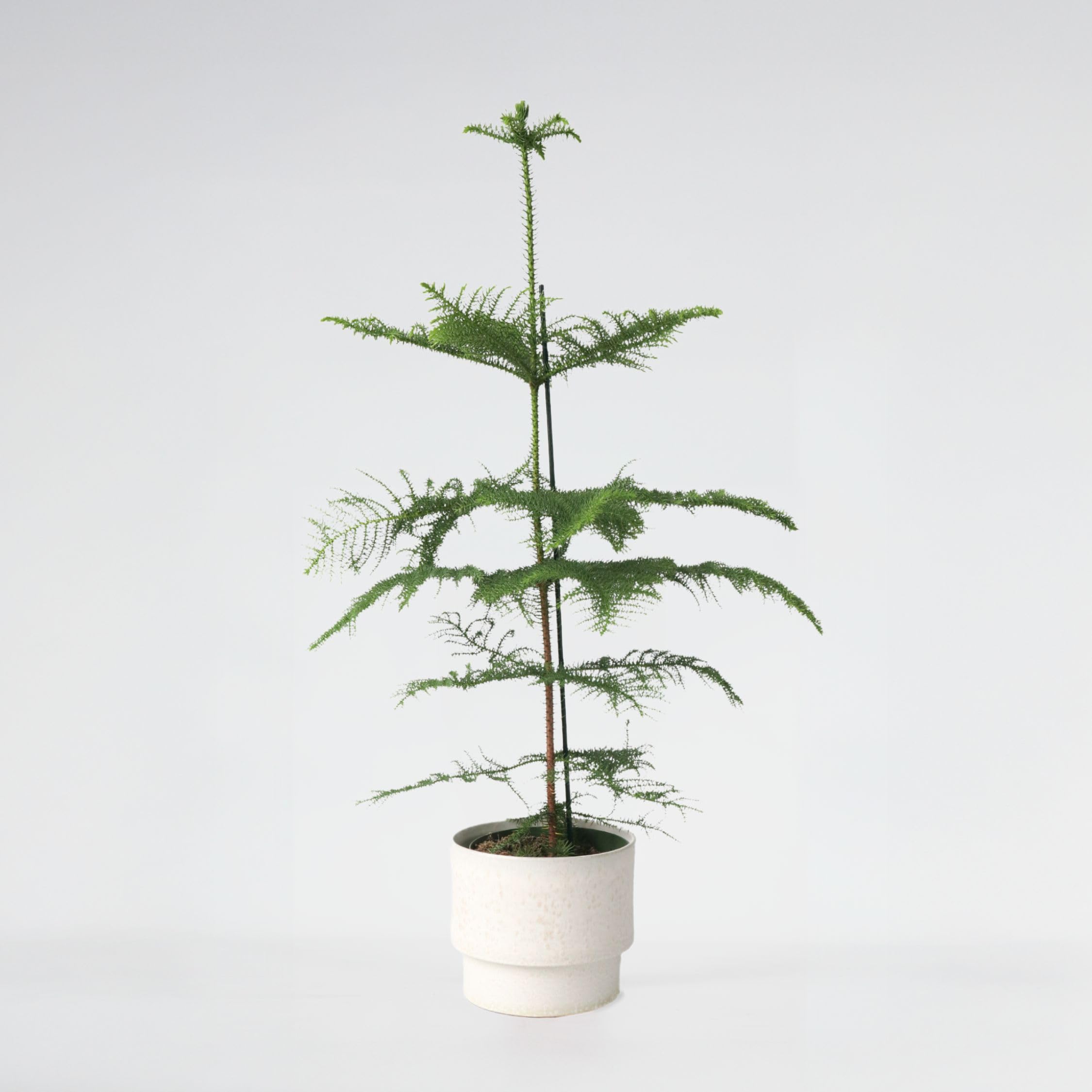 Plant in a Box - Araucaria Heterophylla - Sosna Norfolk - Sosna Pokojowa - Doniczka 21cm - Wysokość 70-80cm