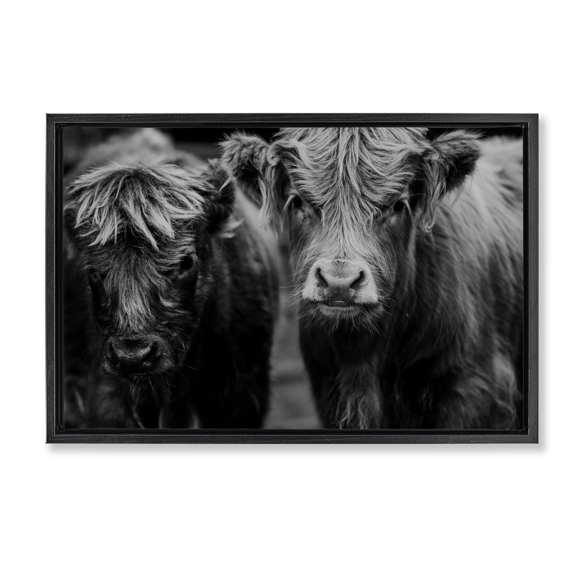 Stupell Industries Cow Faces on Farm Black Framed Floater Canvas Wall Art, design by Amy Carroll, 17 x 25