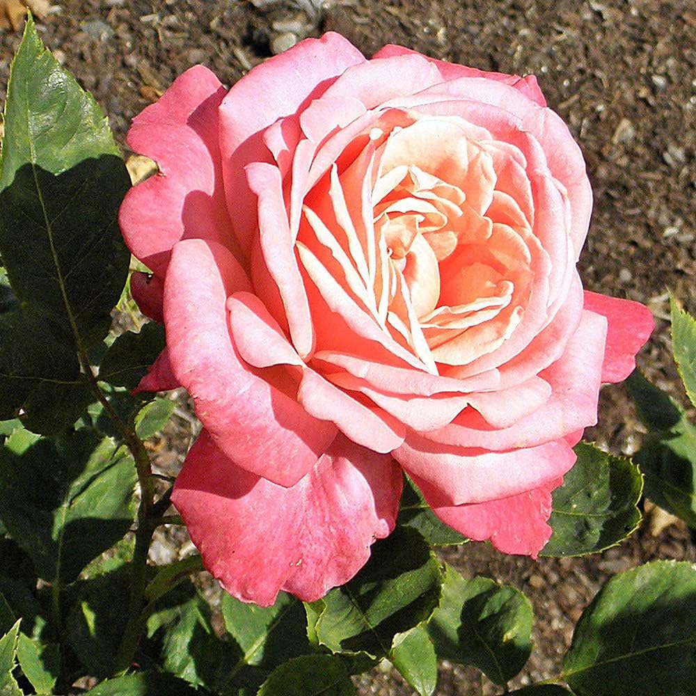 Heirloom Roses Rose Plant - Portrait Pink Rose Bush, Hybrid Tea Live Plant for Planting Outdoors