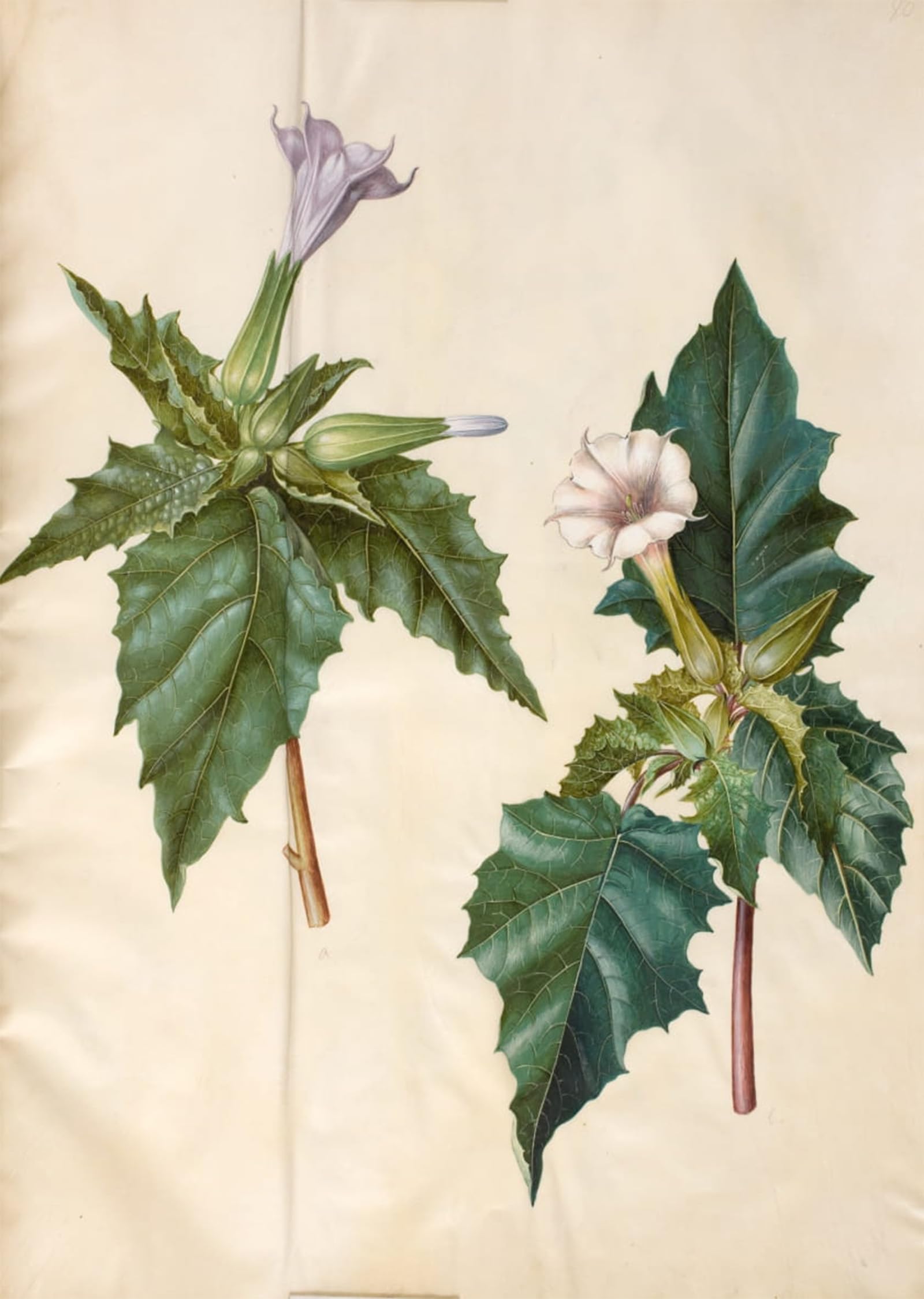 POSTERIIk Vintage Art Print Images Pictures Print Datura Stramonium by Hans Simon Holtzbecker Modern Colour Posters for Office Home Decor 60x90cm