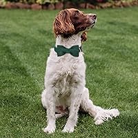 Vista 5 de Collares Verdes para Perros Pequeños, Lindo Collar de Pana para Perro con Corbatín, Hebilla de Metal de Seguridad, Collares Ajustables