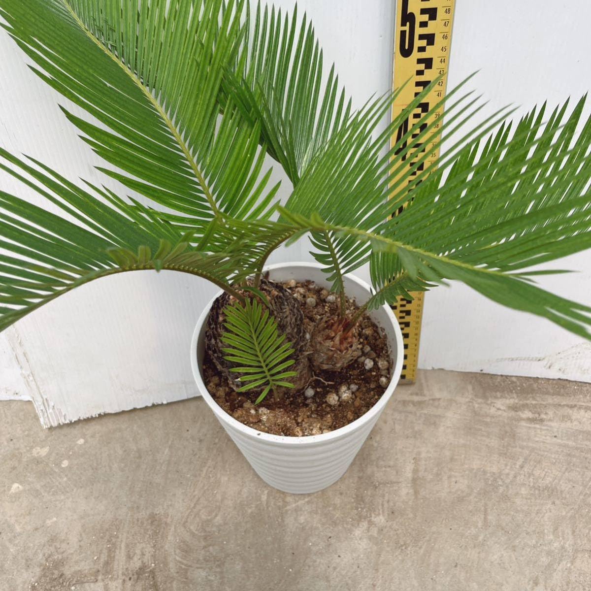 7 ソテツ 【特選 奄美大島】耐寒性 耐陰性 トロピカル ドライガーデン