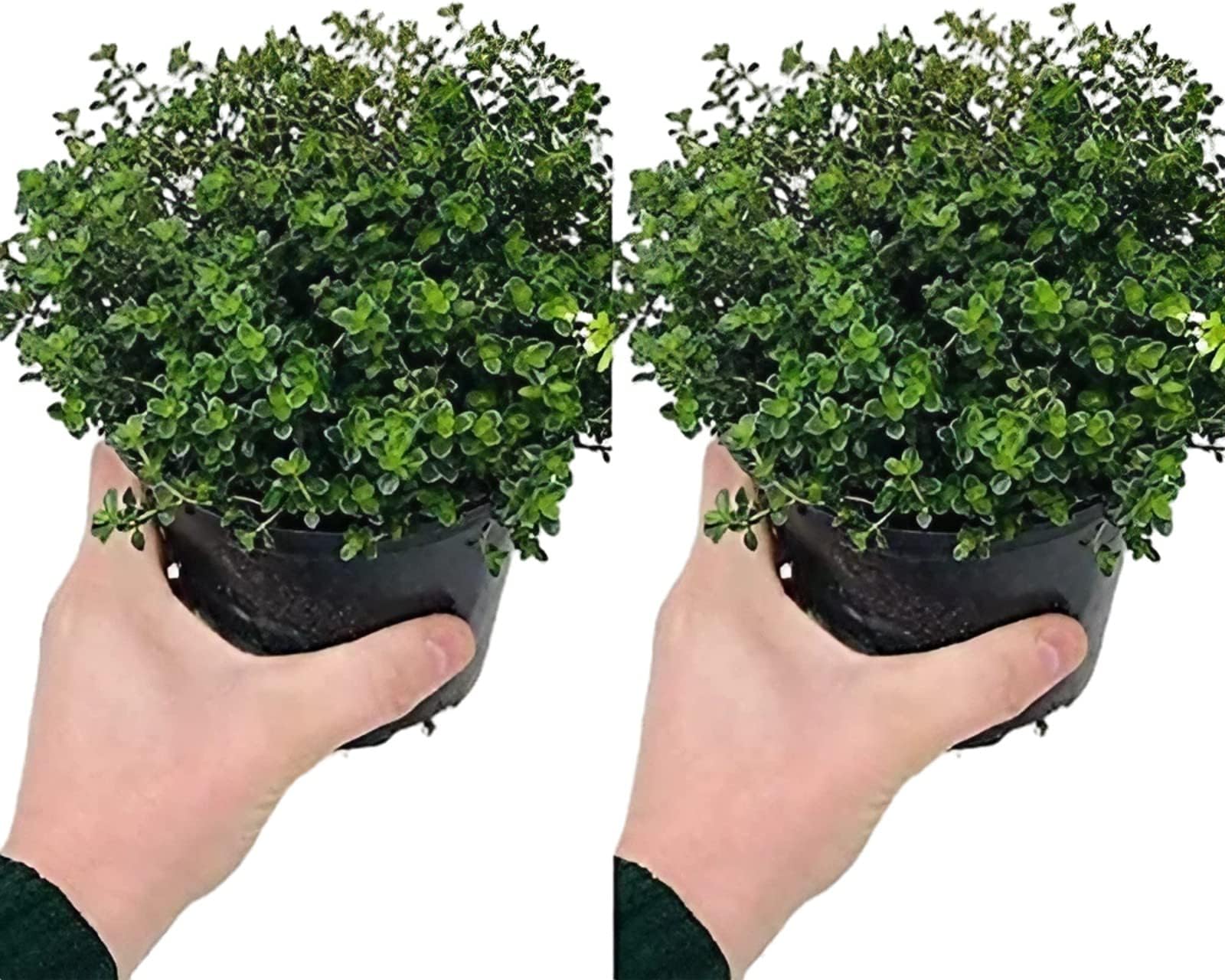 2 x Large Thyme - Silver Queen - Lemon Herb Plant in a 14cm Pot - Upright and Bushy Plants