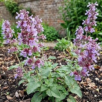 Catnep Seeds   Hardy Perennial Herb Seeds   Catmint Plant for Cats & Herb Tea   Easy to Grow   Suitable for Pots, Borders & Wildlife Gardens