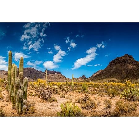 Amazon Com Yeele 9x7ft Photography Background Desert Cactus Western Blue Sky Muntains Green Large Prickly Cholla Photo Men Boy Photo Studio Props Photo Backdrop Wallpaper Camera Photo