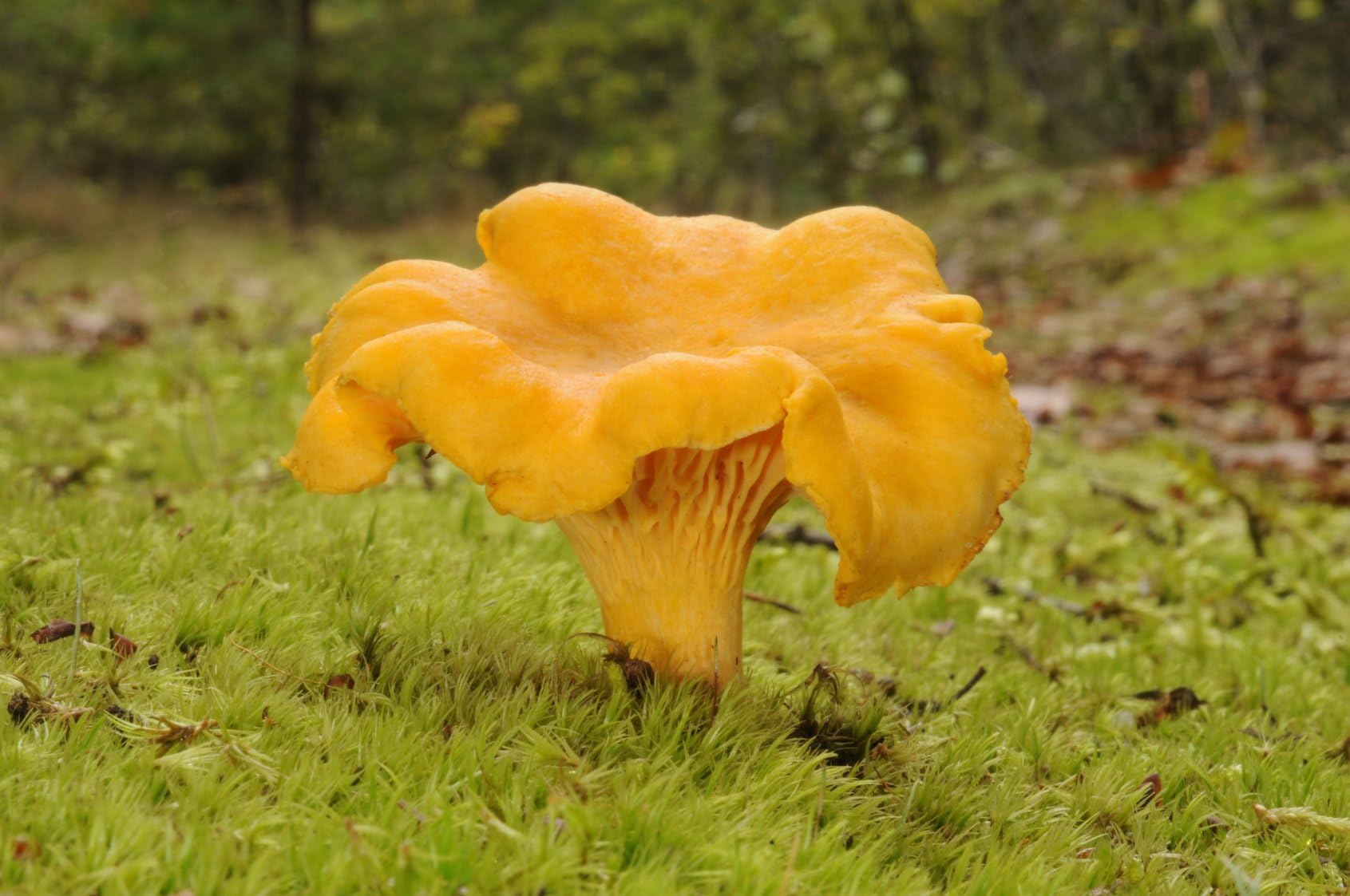 Cantharellus Cibarius - Mycelium - Fungi Forest - Grow Your Own Mushrooms!
