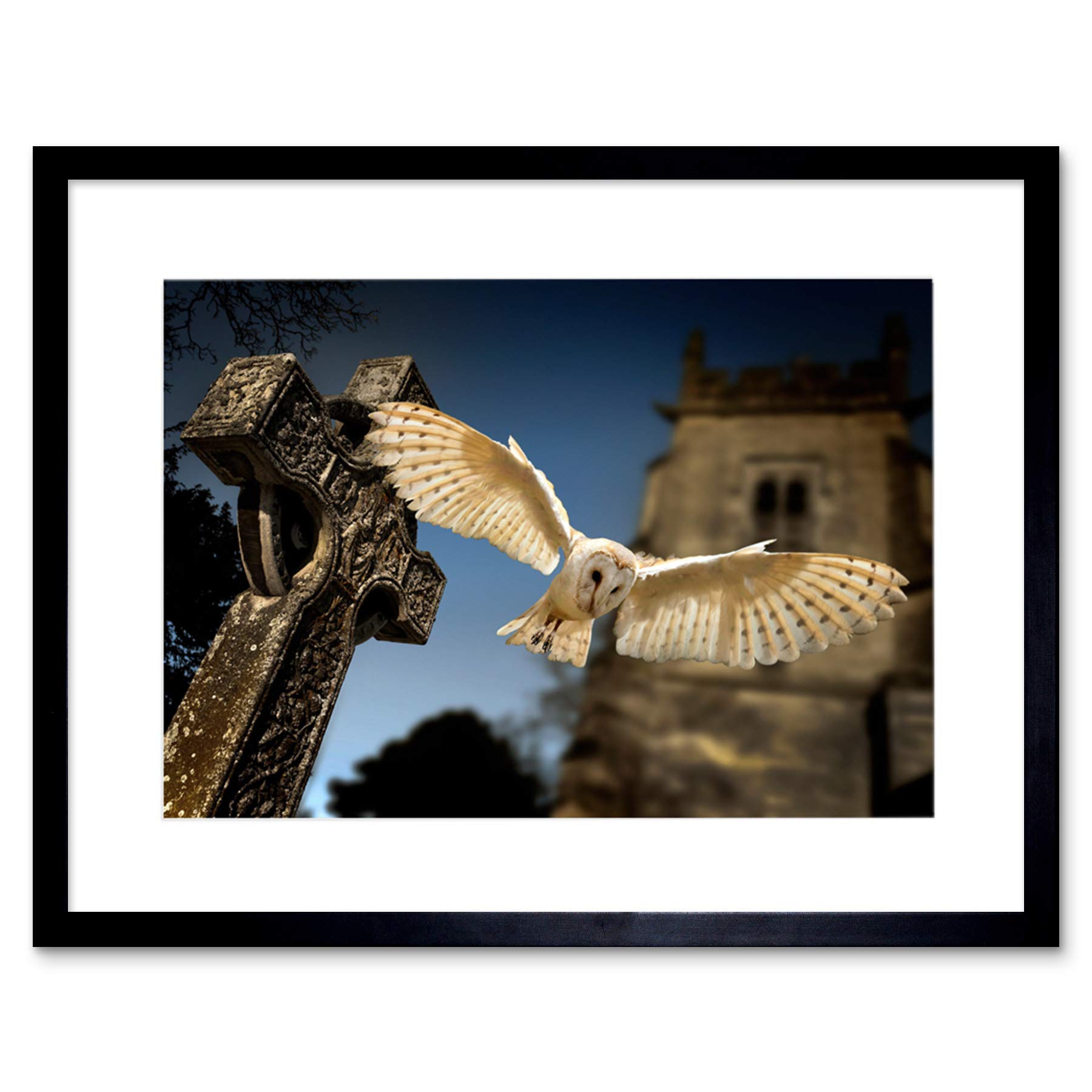 Wee Blue Coo Photo Barn Owl Bird Alba Graveyard Scotland Framed Wall Art Print