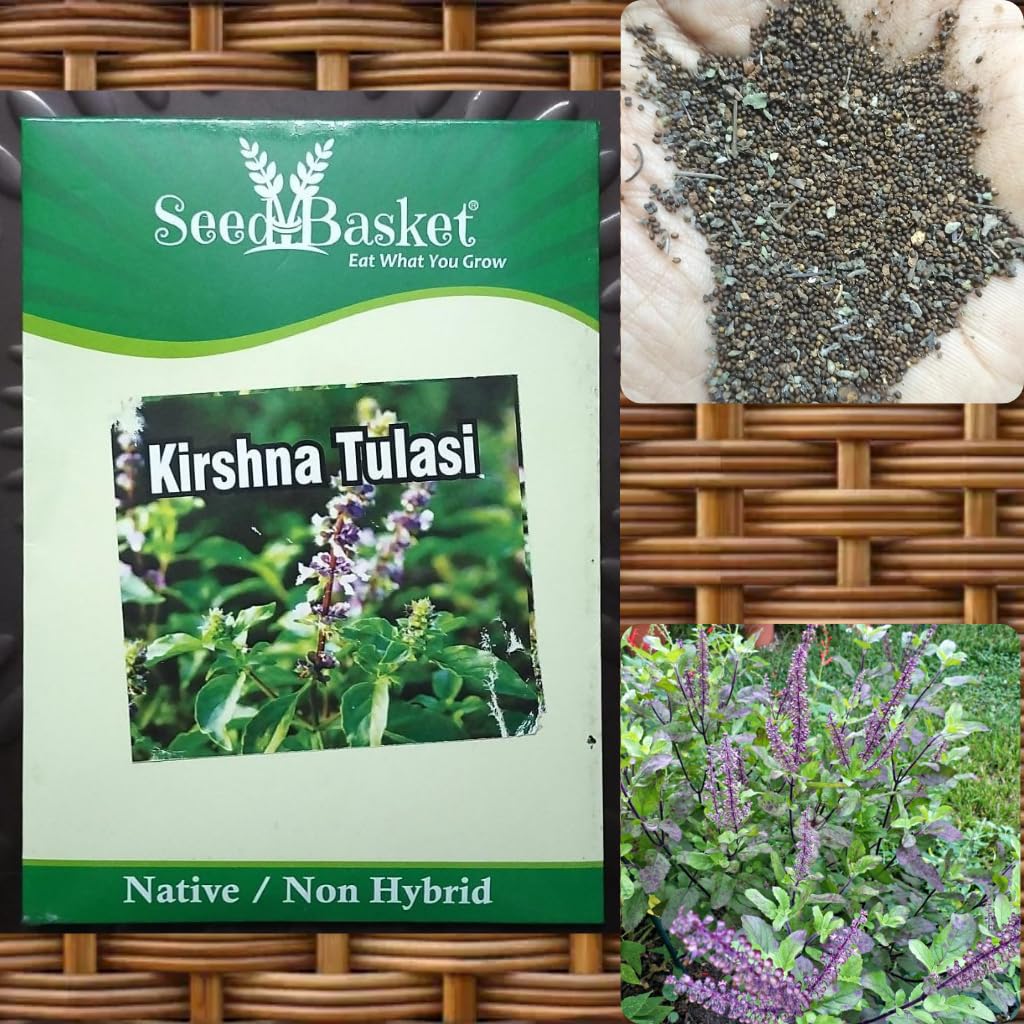 Seedbasket Krishna Tulsi Seeds | Black Holy Basil - 200 Seeds Packet (B0D2PH5JYY) Amazon Price History, Amazon Price Tracker
