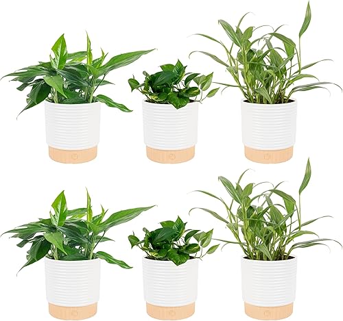 Costa Farms Pothos - Plantas vivas  Paquete de 6  Plantas de interior trepadoras fáciles de cultivar  1 pie de alto  Variedades seleccionadas a mano