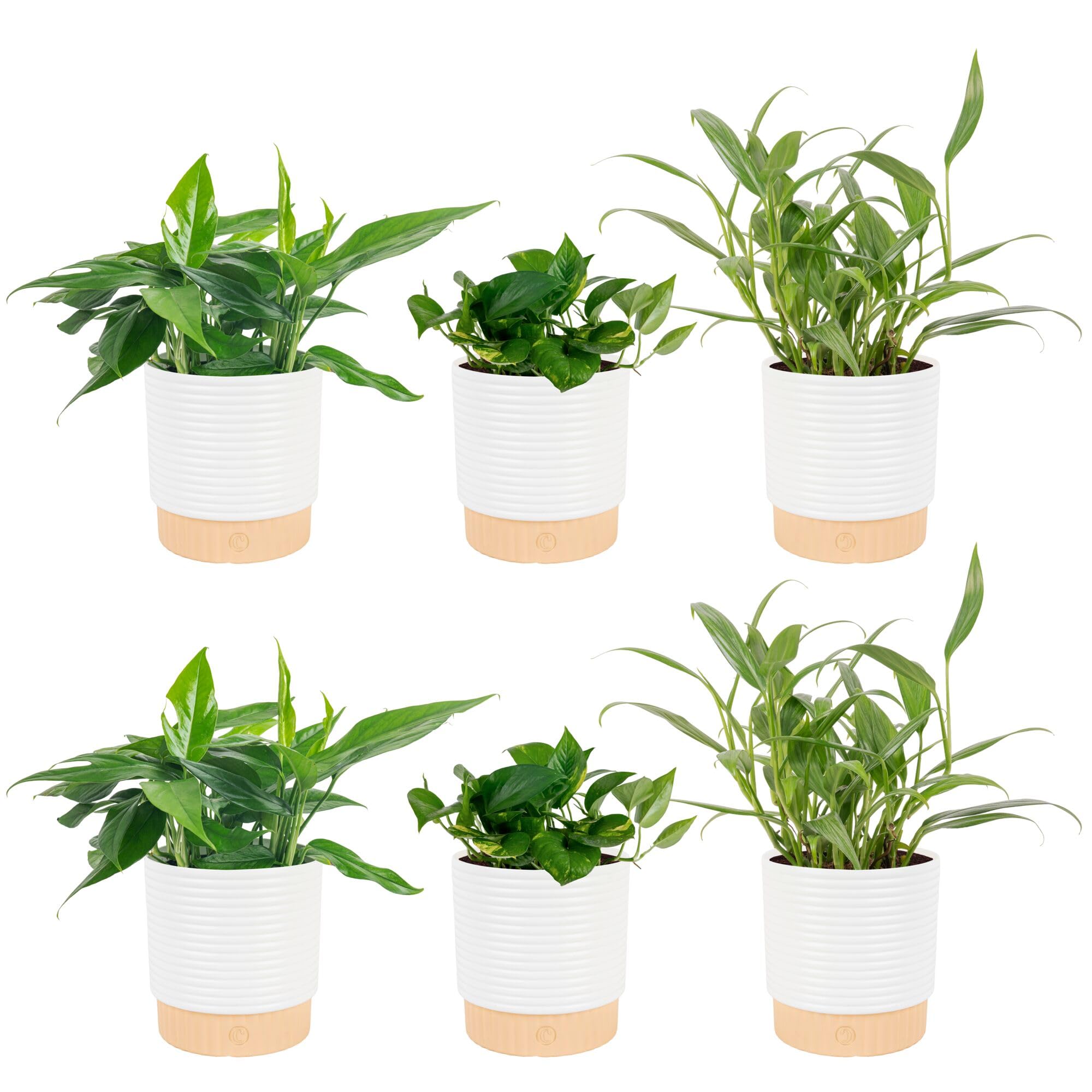 Costa Farms Live Pothos Plants, Assorted Devil's Ivy in Decorative Pots, Easy to Maintain, Air Purifying Indoor Houseplants, Room or Office Decor, House Warming Gift, 12-14 Inches Tall, Pack of 6
