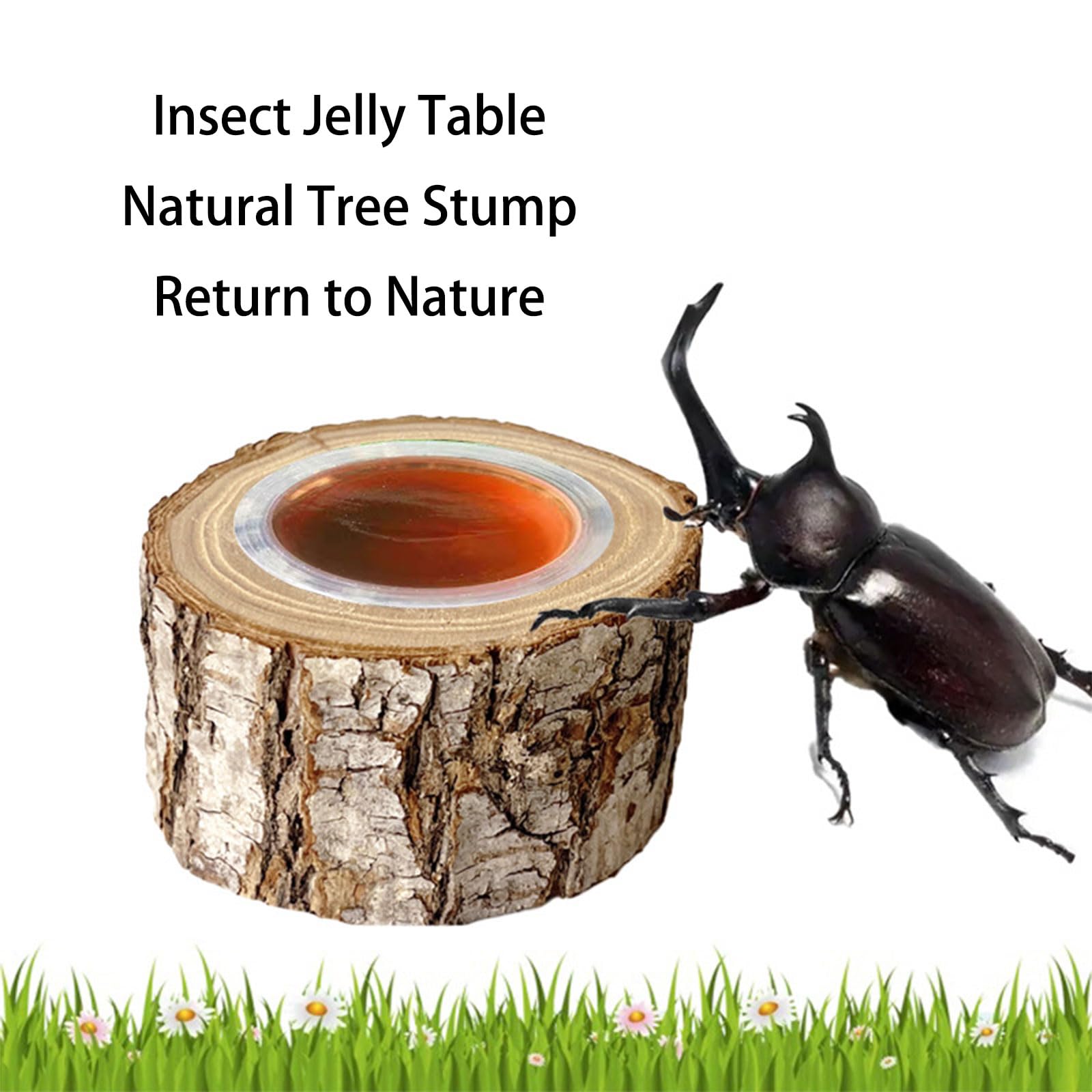 Ciotola in legno per mangiatoia per coleoptera per l'alimentazione liscia migliora l'osservazione degli animali domestici in legno Jelly Feeders Stumps Bowl