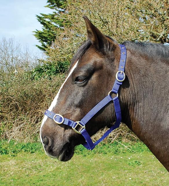 Rhinegold Cuello de Cabeza de Nailon, Shetland, Color Azul Real