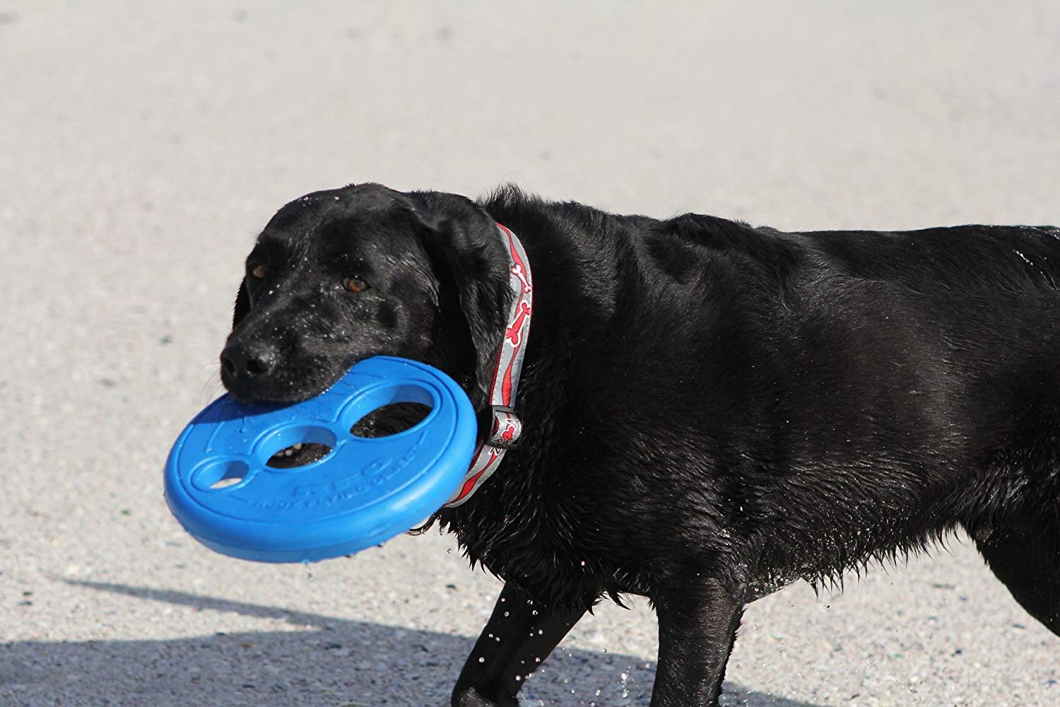 Rogz ORP Frisbee