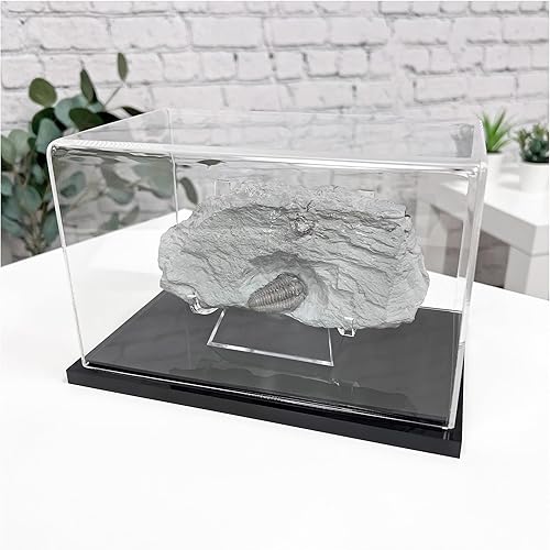 Miniatura 2 de Plymor Vitrina de acrílico transparente con base negra, 8 pulgadas de ancho x 5 pulgadas de profundidad x 5 pulgadas de alto