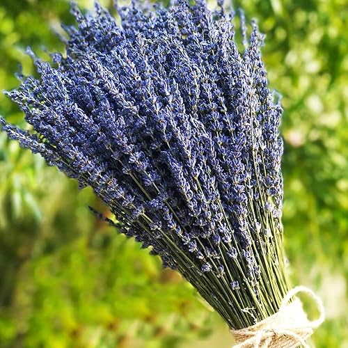 TooGet Paquetes de 400 tallos ultra azules secos de lavanda (16 a 18 pulgadas de largo) para decoración del hogar, manualidades, regalo, boda