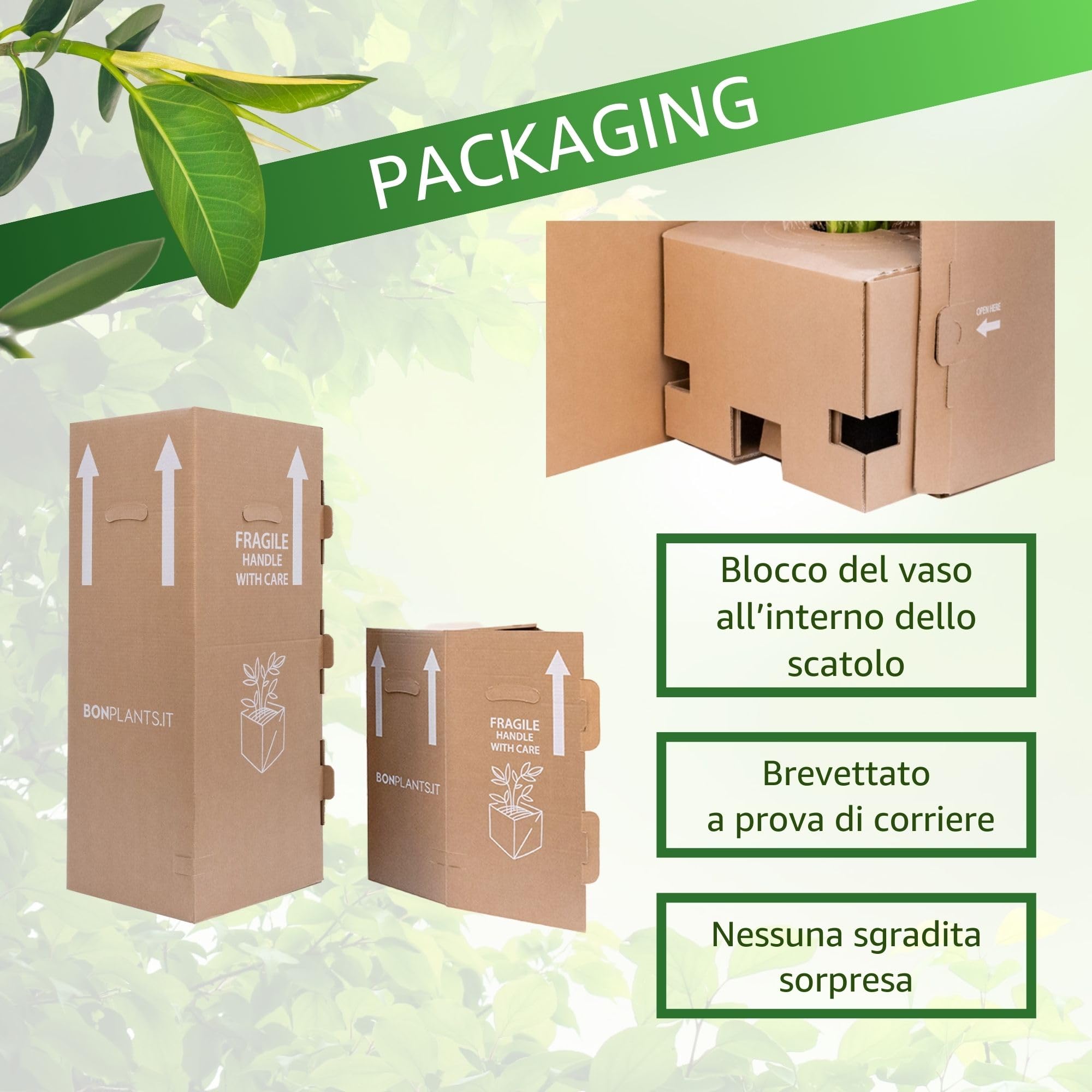 Bonplants Ficus, Alberello Sempreverde, Vaso 21 cm, h 85 cm (Australis)