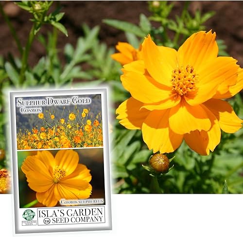 Semillas de flores cosmos "Sulphur Dwarf Gold" para plantar, más de 100 semillas de flores por paquete, semillas de jardín de Isla (semillas de