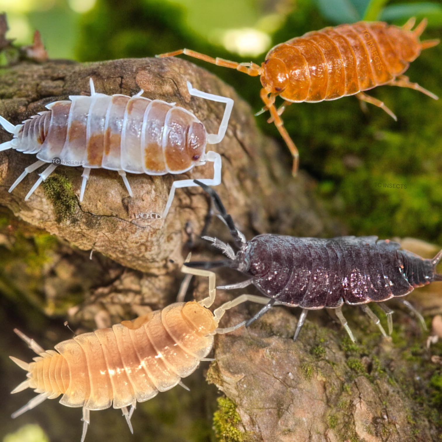 TC INSECTS Mixed Species Mega Mix Isopods