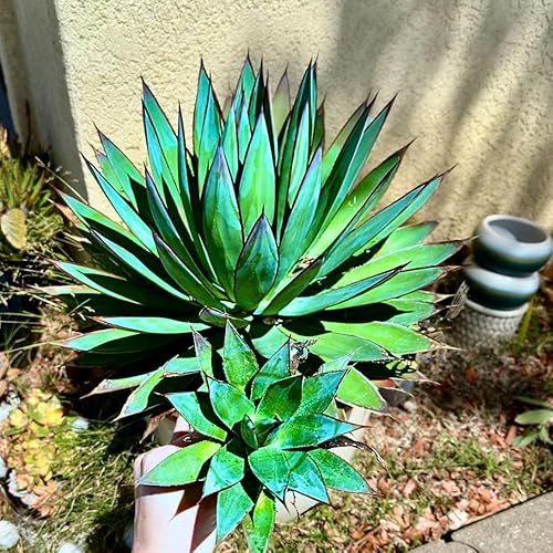 Miniatura 6 de Planta de agave azul, planta suculenta viva de agave azul, bajo mantenimiento, 1.5-2 pies de alto en maceta de 3 galones para plantar