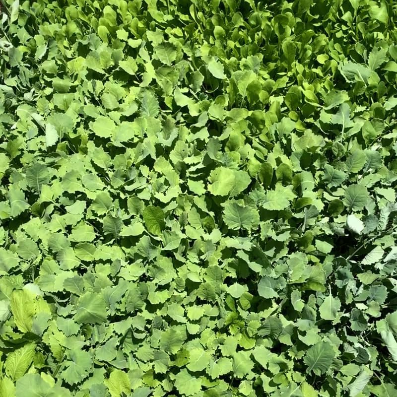 Miniatura 5 de Mezcla de ensalada de primavera 25000 semillas para plantar 'Cut and Come Again', 12 variedades de lechuga, espinaca, rúcula y col rizada.