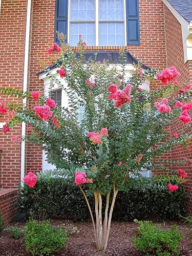 Miniatura 5 de Crape Myrtle Tuscarora  10 plantas vivas  Lagerstroemia Indica  Flores rojas vibrantes  Arbusto ornamental de rápido crecimiento  Tolerante a la