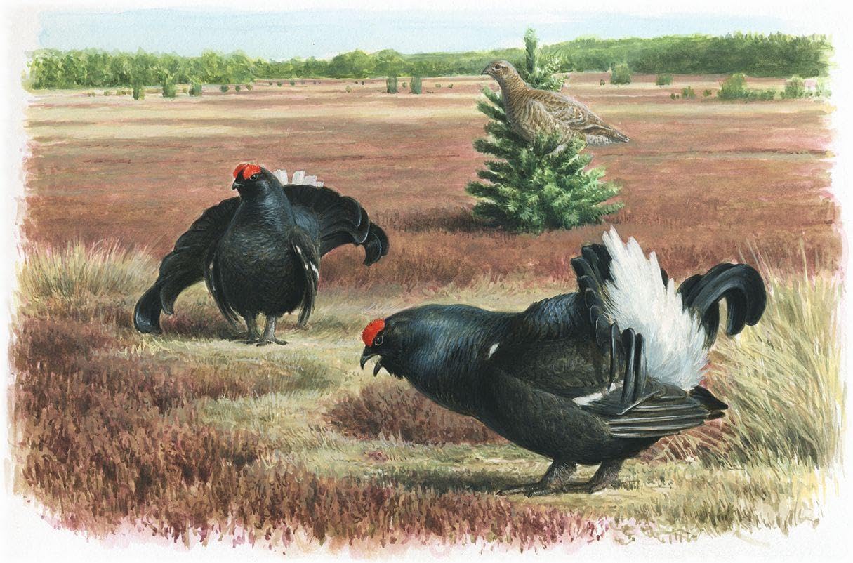 Atlas Deutscher Brutvogelarten (ADEBAR): Atlas of German Breeding Birds