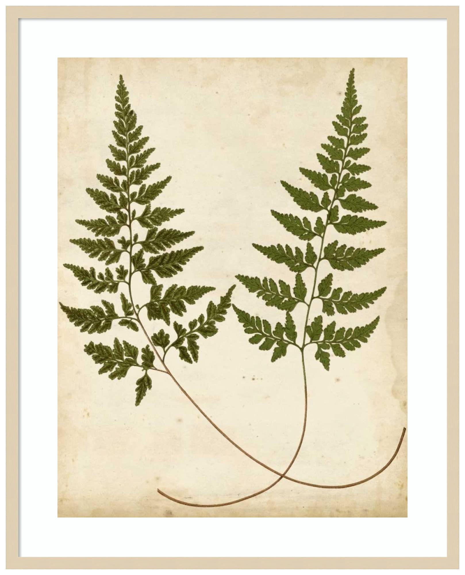 Amanti Art Framed Wall Art Print 41x33 Fern Portfolio I by Francis Heath, Nature Wall Art, Vintage Decor, X-Large Poster Painting Artwork for Living Room, Bedroom, Bathroom, Kitchen, Office or