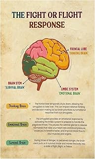 Neurobiology of Trauma Poster, Brain Chart Explaining Fight or Flight, Freeze and Fawn, Wall Art for Mental Health Professionals and Students​(Unframed,16x24inch(40x60cm))