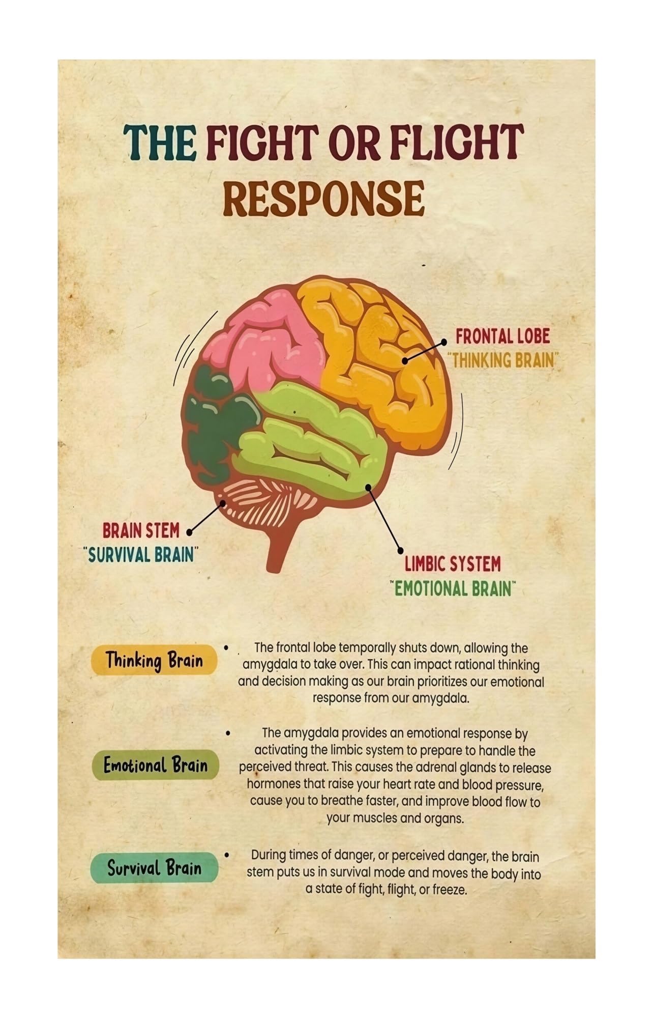 FOPURE Office Educational Poster - Neurobiology of Trauma Chart, Fight Flight Freeze Fawn Responses for Counselors & Students(Unframed,12x18inch(30x45cm))