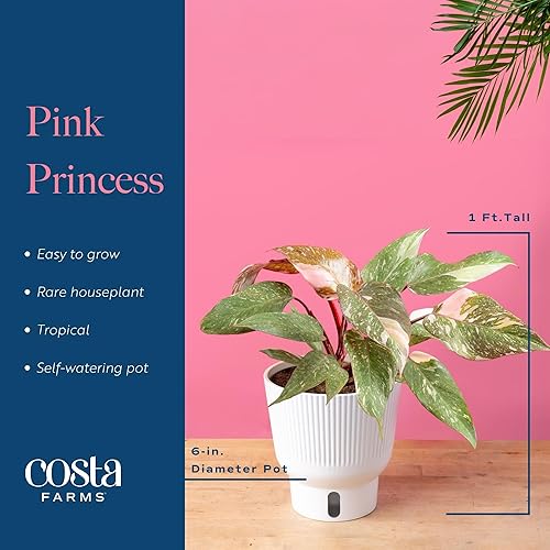 Miniatura 4 de Costa Farms Trending Tropicals Pink Princess Philodendron - Planta de interior viva de 10 a 12 pulgadas de alto, en maceta decorativa blanca