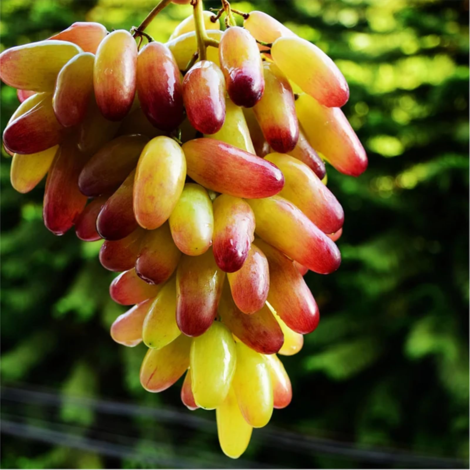 Good for Containers Finger Grape Root, Ggrape Bare Root, Excellent Display,Grape Vine Plant-1 Root-H โ image 1