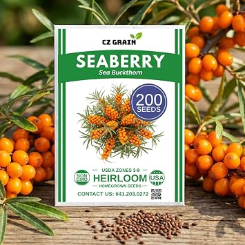 200 Seeds Sea Buckthorn, Seaberry - Hippophae Rhamnoides - Edible Fruit - Raw or Cooked !