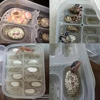 118期@爬虫類用具整理中 Amazon | OMEM 爬虫類飼育ボックス