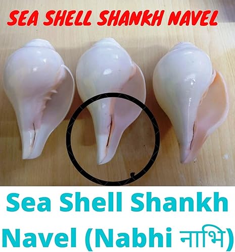 Miniatura 2 de Shankh soplado original (VAMAVARTI BAJNEWALA) – Carcasa de concha – Shankh soplador de Vamavarti fuerte y grande (blanco) – Conchas de concha