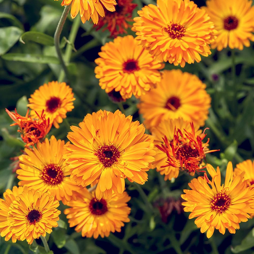 Calendula Pot Marigold Nova Seeds – Easy, Versatile Blooms – Hardy Annual – Suitable for Borders or Cutting - for Your Beautiful Garden
