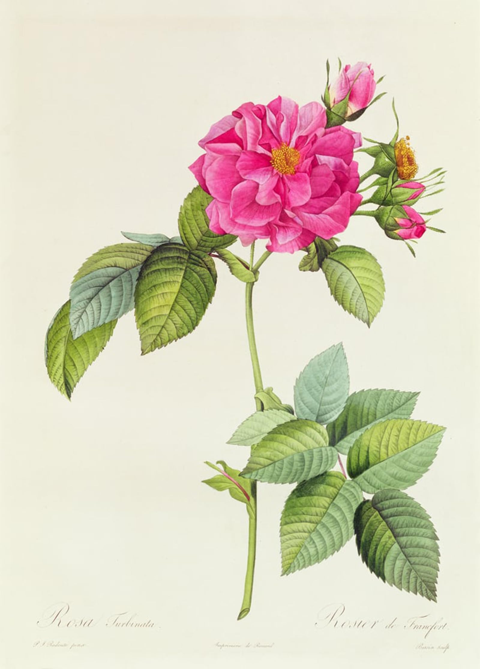 POSTERIIk Famous Modern Artwork Art Mural Rosa Turbinata by Pierre Redouté Oil Paintings Pictures for Home Decor 60x90cm