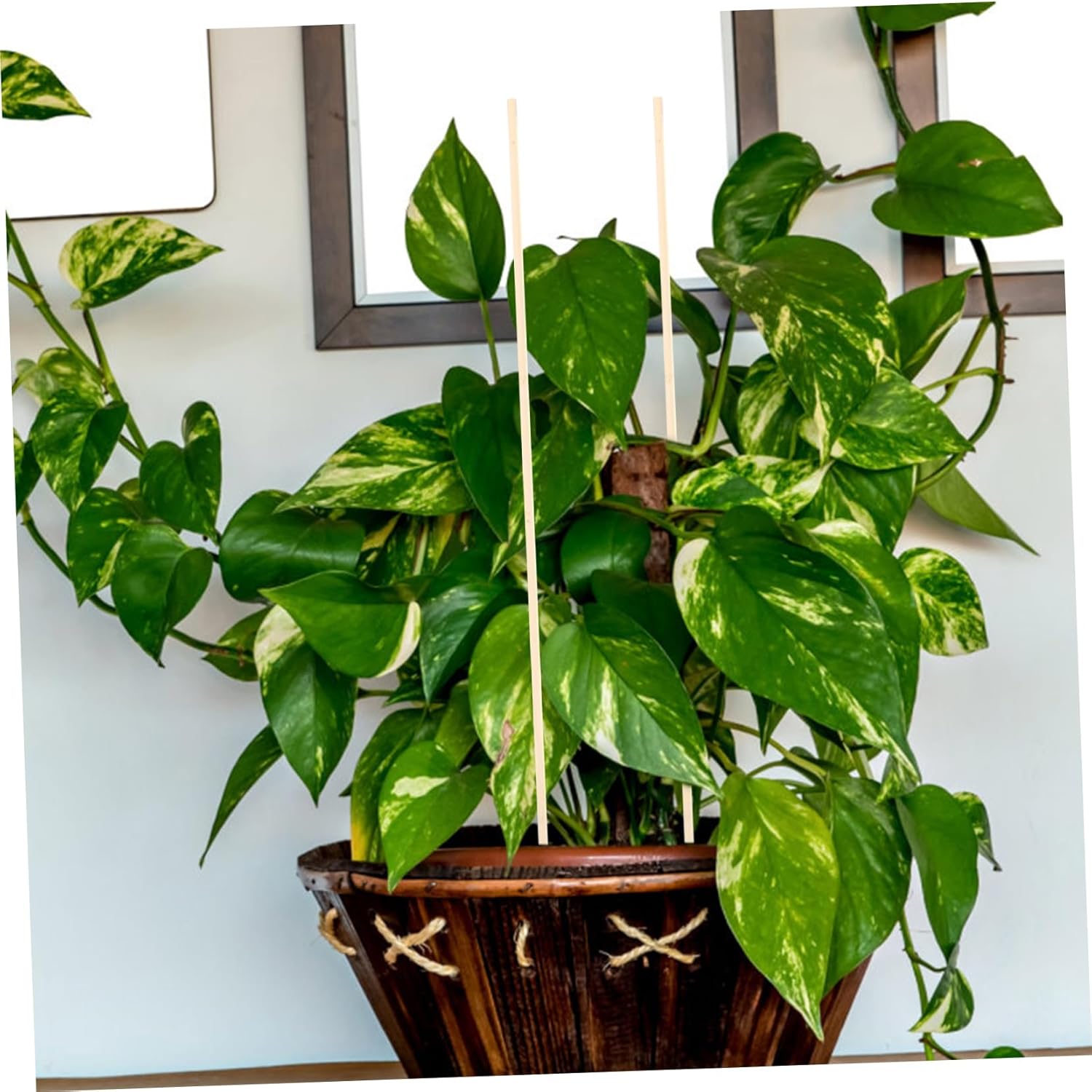 GALPADA 60pcs Bamboo Plant Support Stakes for Climbing Plants Decorative Garden Poles Support for Potted for Orchids and Vining