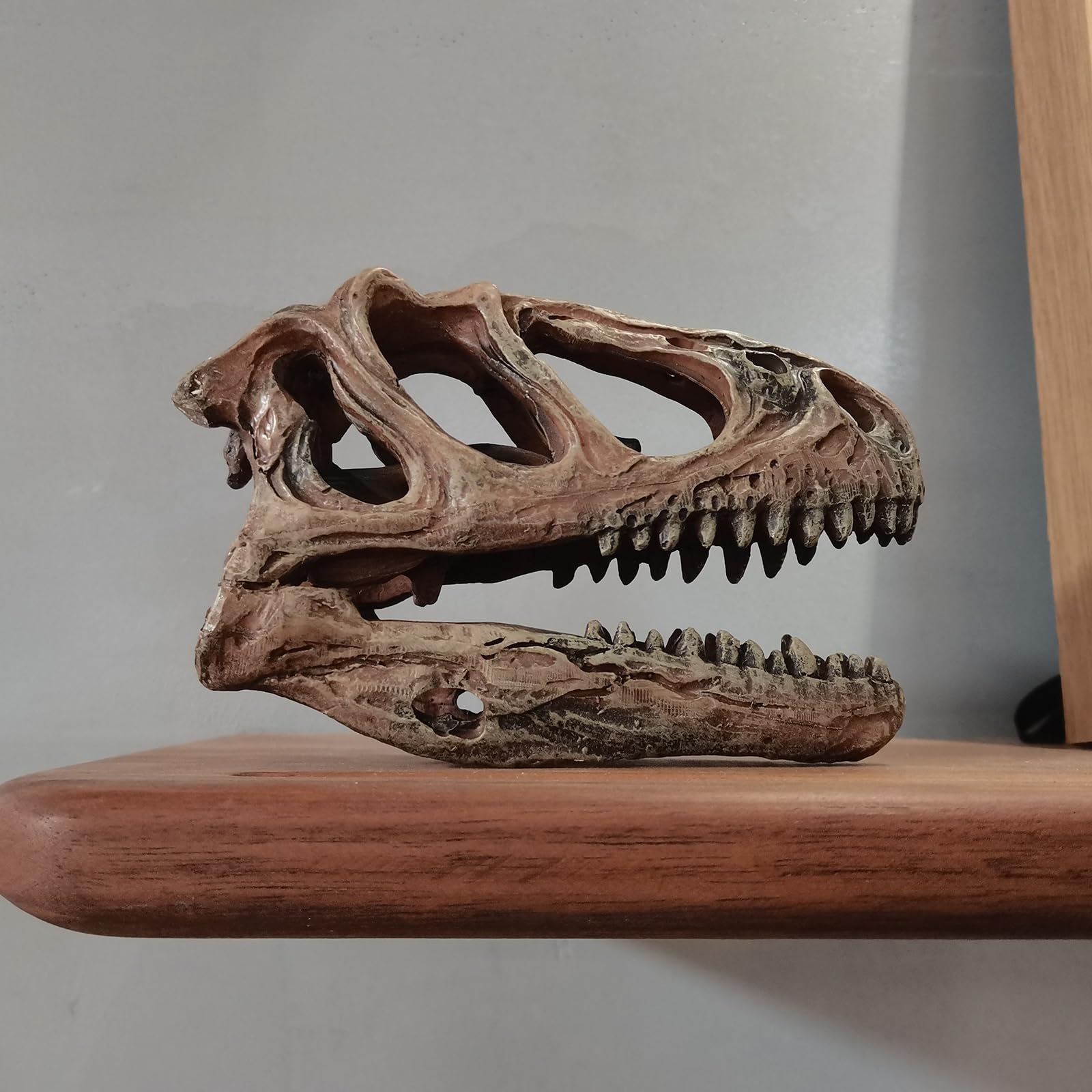 Rzemiosło z żywicy Tyranozaur Rex czaszka skamieniałość dinozaur czaszka model, dinozaur ząb czaszka skamielina, rekwizyty fotograficzne narzędzie dydaktyczne