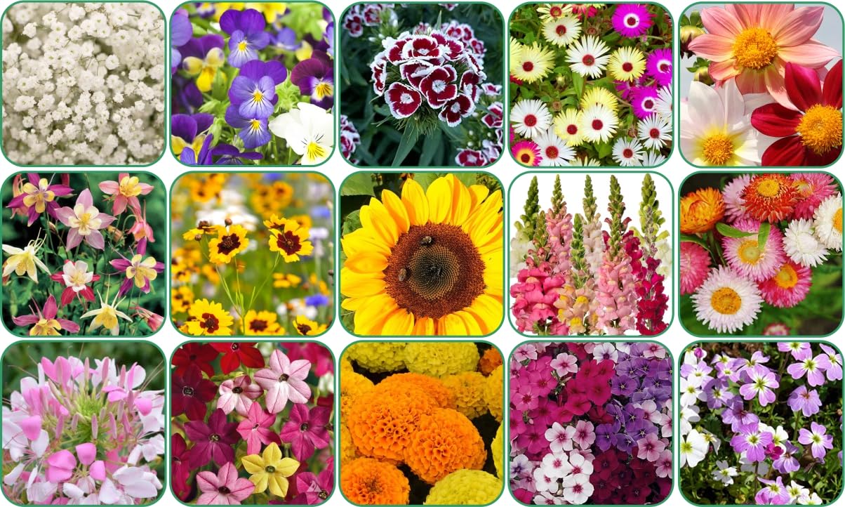 See full amazon price history chart for Aero Seeds 15 variety flower seeds combo pack with instruction manual. Aero Seeds 15 variety flower seeds combo pack with instruction manual. (B0C7KHWMVP) Amazon Price History, Amazon Price Tracker