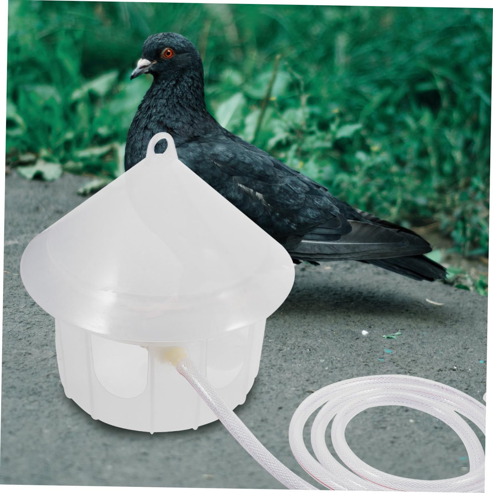 Abreuvoir Automatique pour Pigeons, Plastique, Grosse Capacité