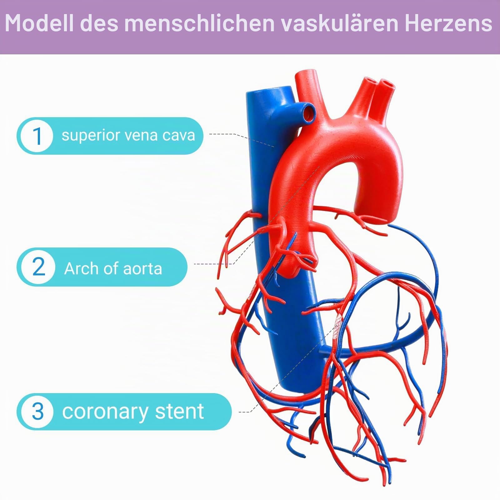 Natürlich Größe Menschliches Herz Modell Gefäßiges Herz mit Basis Erhöhte Größe Koronare Anatomie, die die Herzvenen darstellt