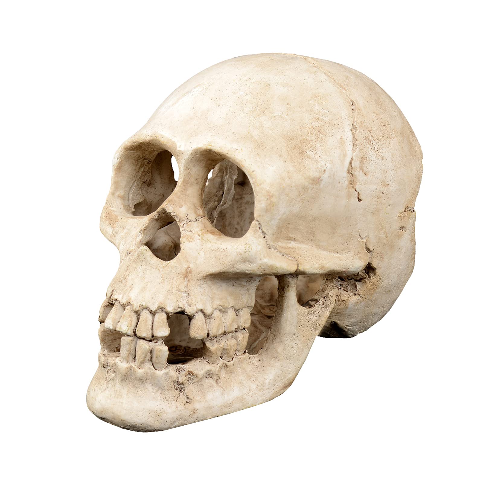 TD Skull Brisez la Monotonie de Votre Bureau avec un Accessoire Design Original