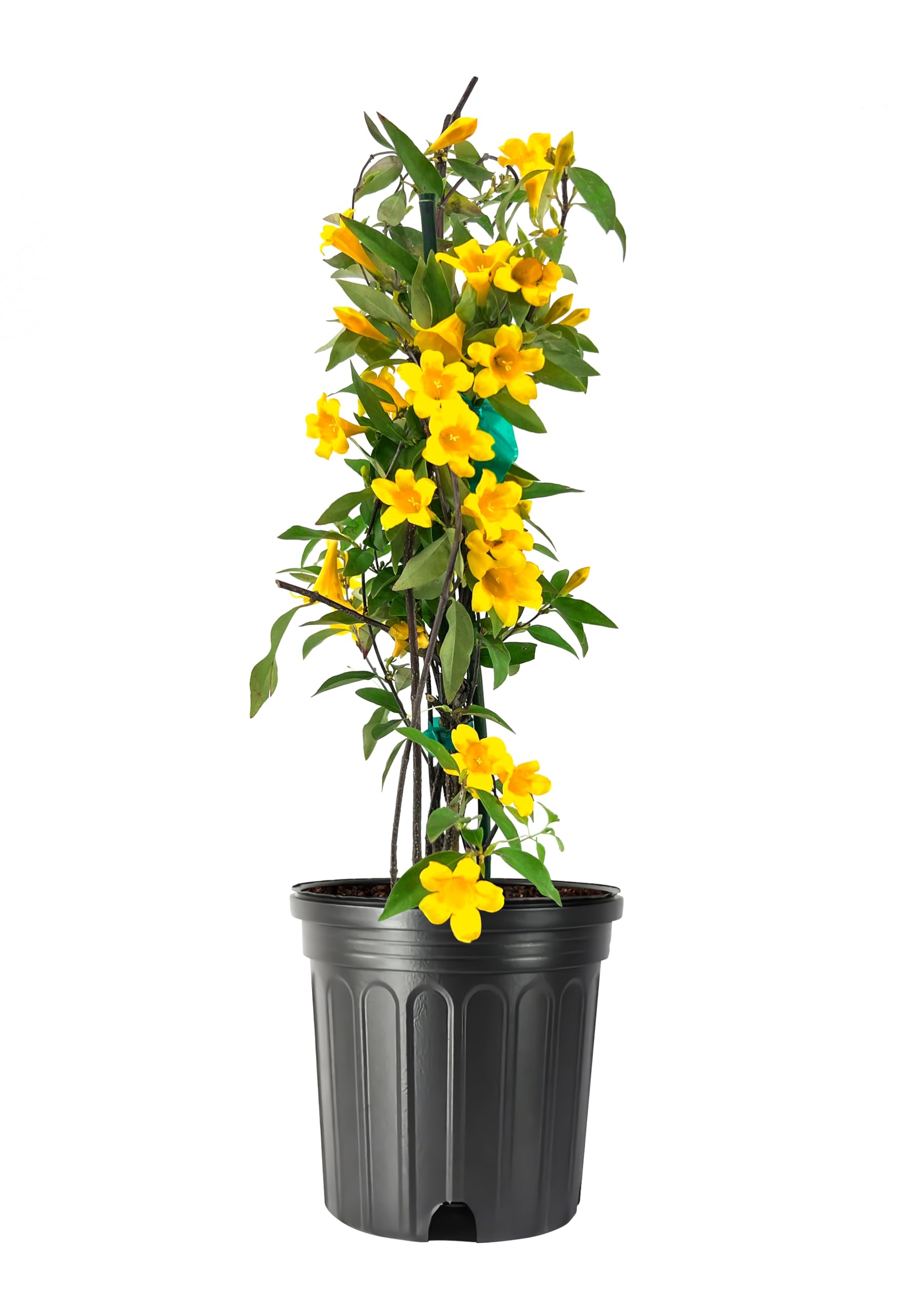 Carolina Jasmine | 1 Large Gallon Size Plants | Gelsemium sempervirens | Evergreen Climbing Vine | Yellow Flowering Landscape Plants