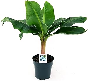 Banano da interno thumbnail classifica