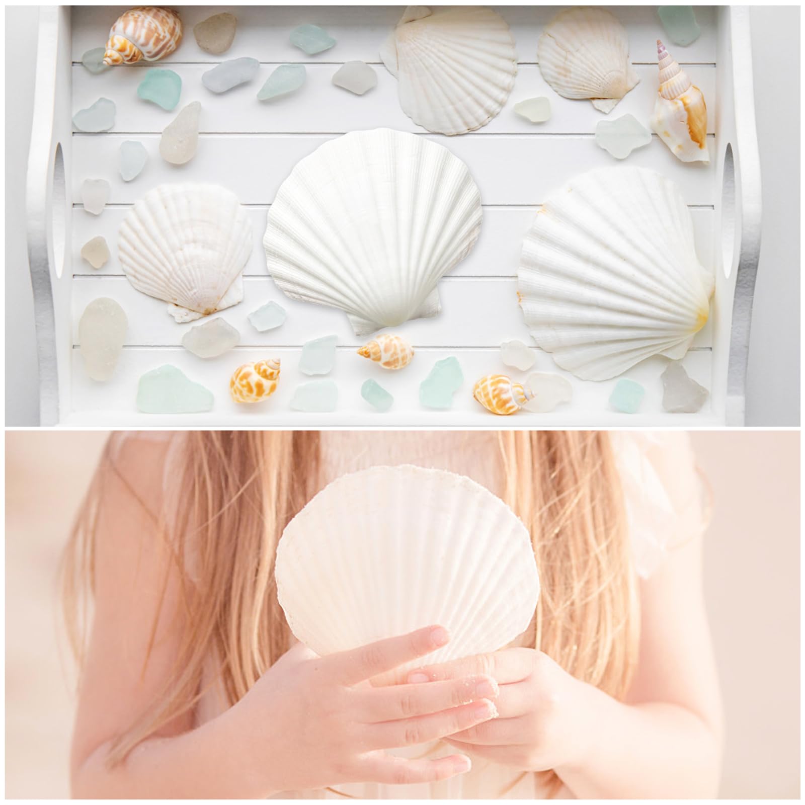 TaoQ C 16 PCS Scallop Shells Natural Seashell - Image 4
