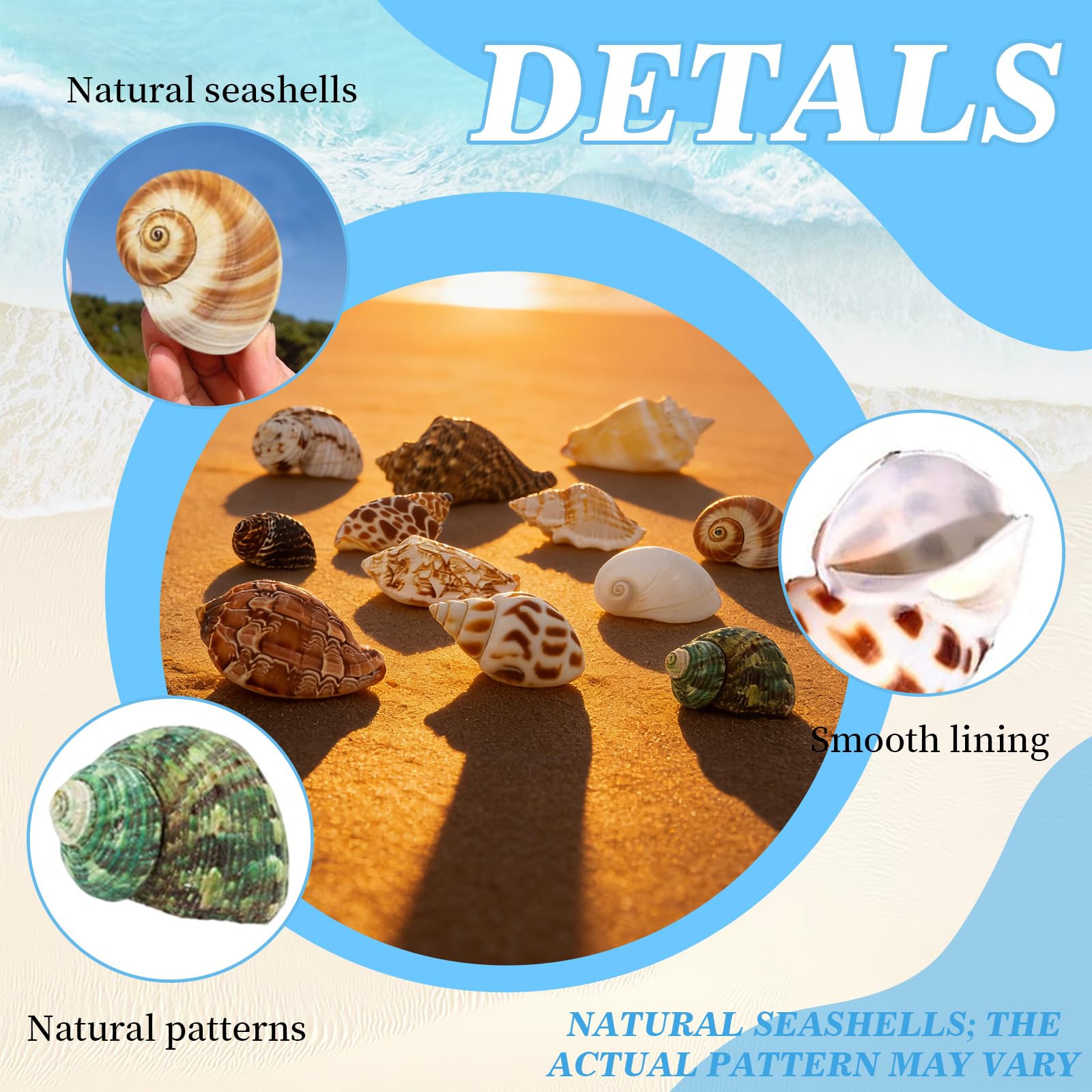 12 Pièces Coquillages Mixtes Coquillages Marins, 3-9 CM Deco Aquarium, Naturels Coquille Saint Jacques Vide, Pas Perforé Coquillage Decoration pour Sac de Fête DIY Lampe Coquillage Paillettes