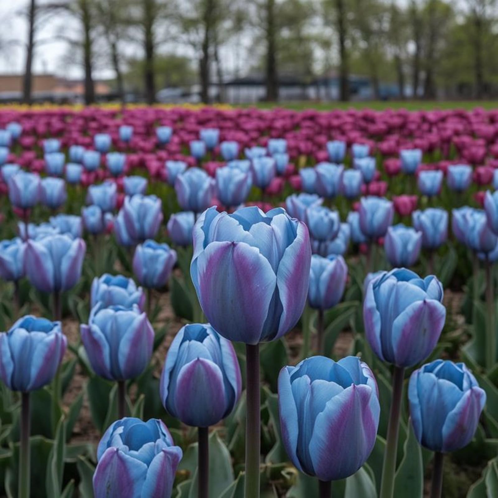 Bulbi di Tulipano | Eleganti,Nobili, Sereni,Vivaci,Romantici, Delicati, Freschi-10 bulbi-E