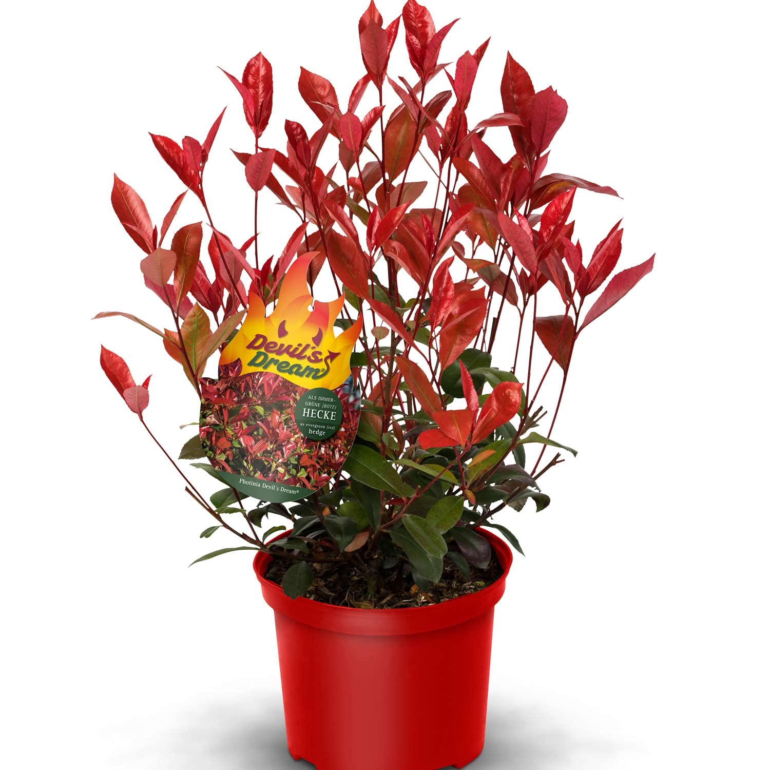 anubias plant Mature Anubias Nana 'Pinto' (NOT INCLUDED IN DOUBLE BUNCH SALES)  Aquarium  Roots